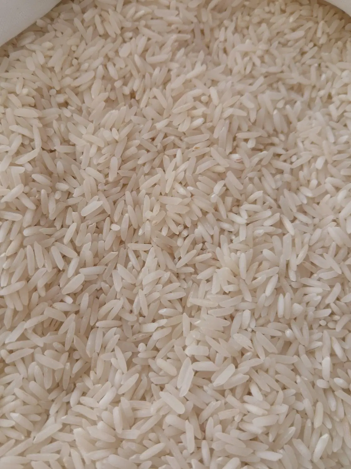 برنج فجر سوزنی شمال خالص از مزرعه ده‌کیلویی